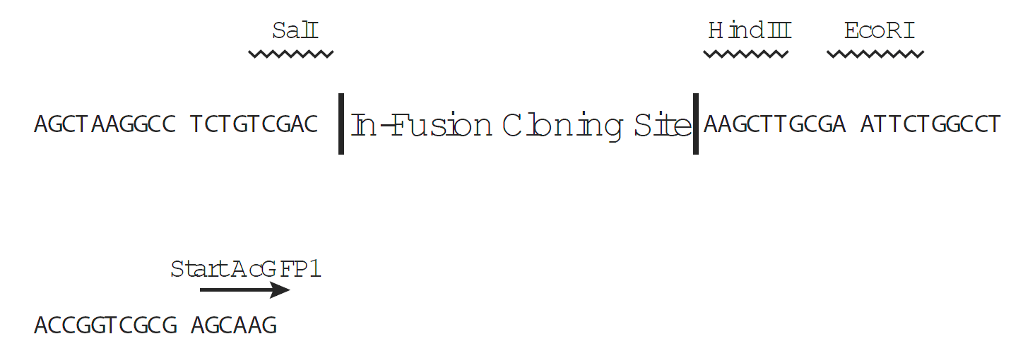 pAcGFP1-N In-Fusion Ready 多克隆位点 点击看大图 pAcGFP1-N In-Fusion Ready 多克隆位点